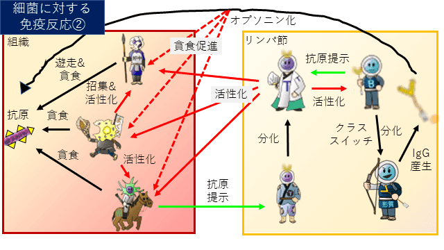 細菌に対する獲得免疫～リンパ節で抗体が産生される過程～