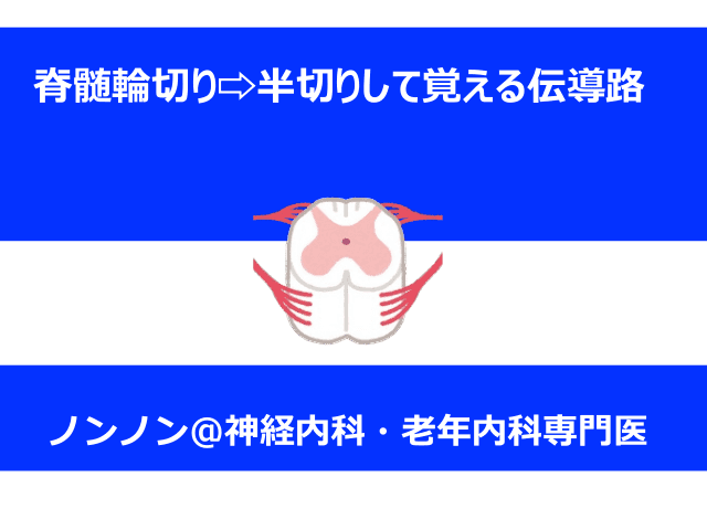 脊髄輪切り⇨半切りして覚える伝導路