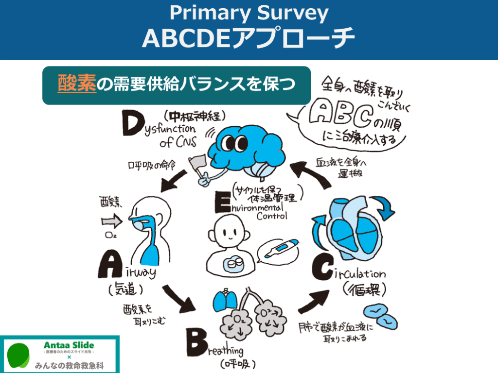 Primary survey 呼吸(B)の異常【メカニズムの評価を中心に