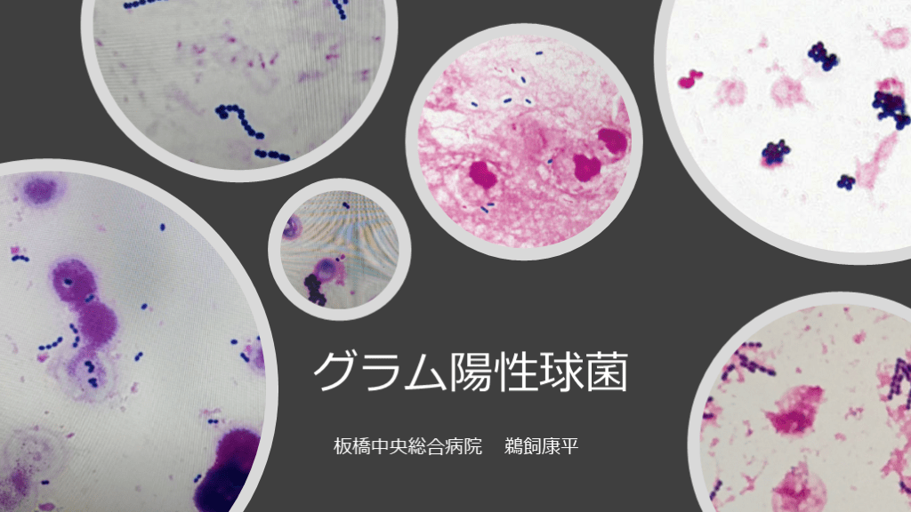 グラム陽性球菌 L001.png