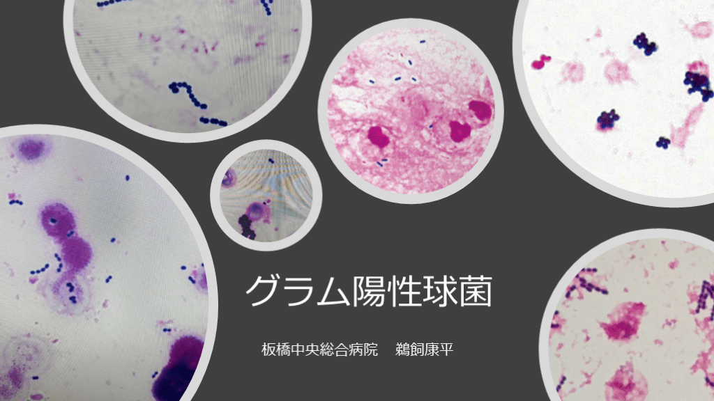 グラム陽性球菌 | Antaa Slide