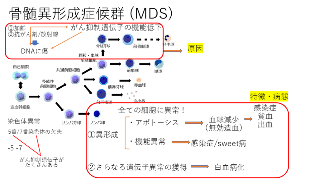 【医学生・研修医のための病態生理】骨髄異形成症候群とは | Antaa Slide