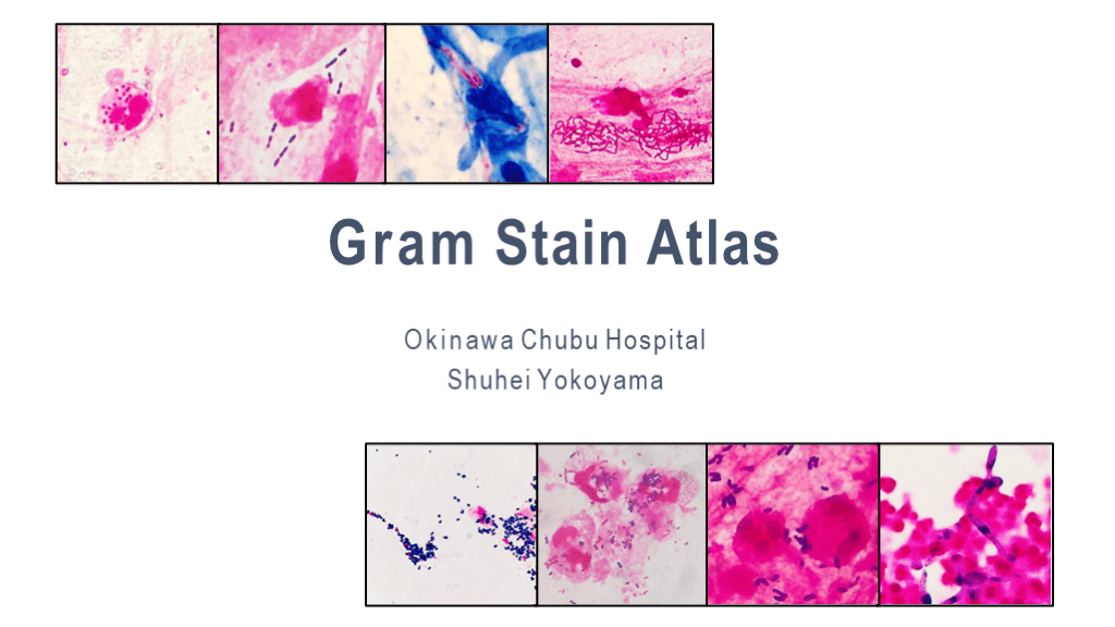 Gram Stain Atlas | Antaa Slide