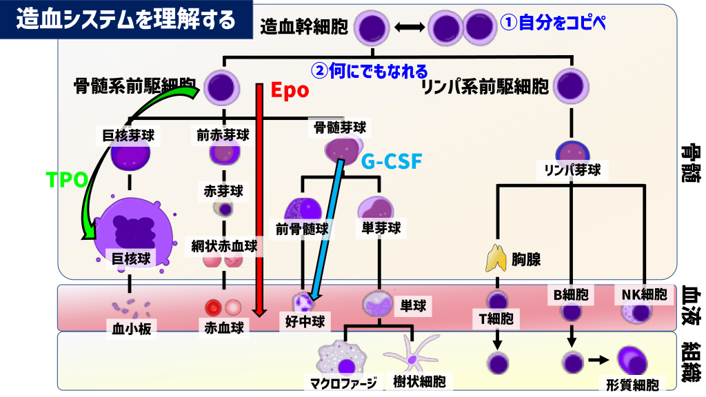 造血の仕組みと血液がんの発生を解説 | Antaa Slide