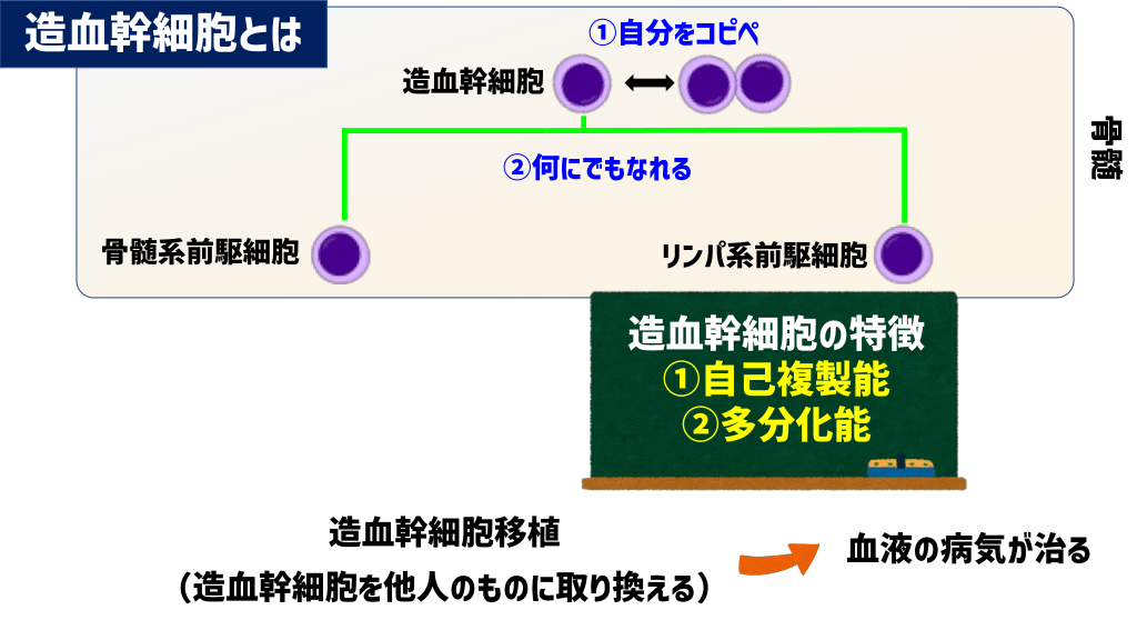 造血の仕組みと血液がんの発生を解説 | Antaa Slide