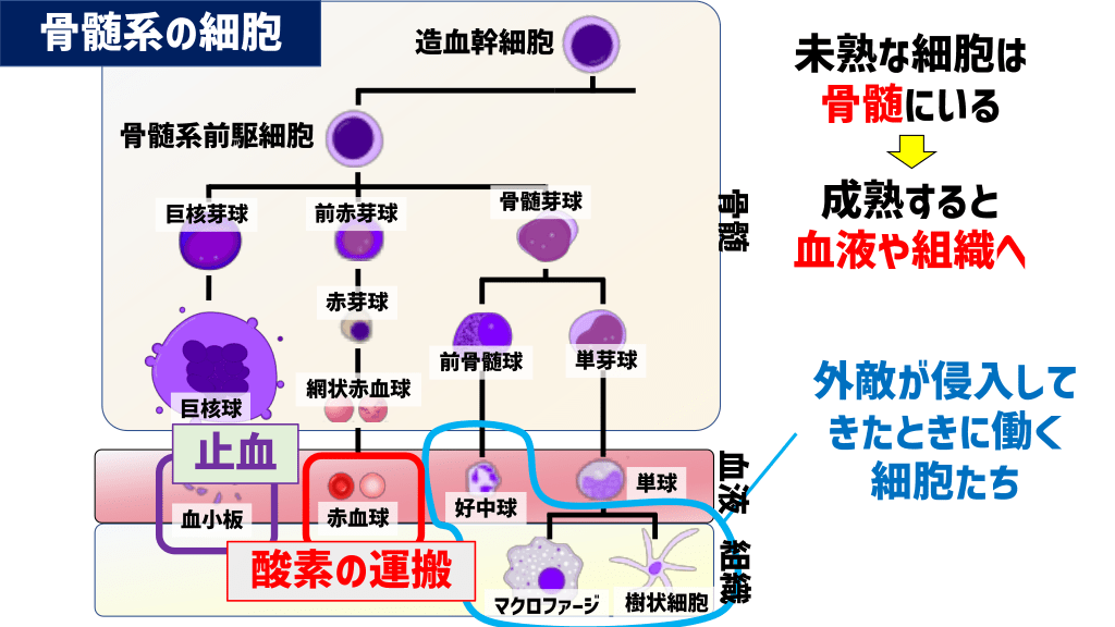 造血の仕組みと血液がんの発生を解説 | Antaa Slide