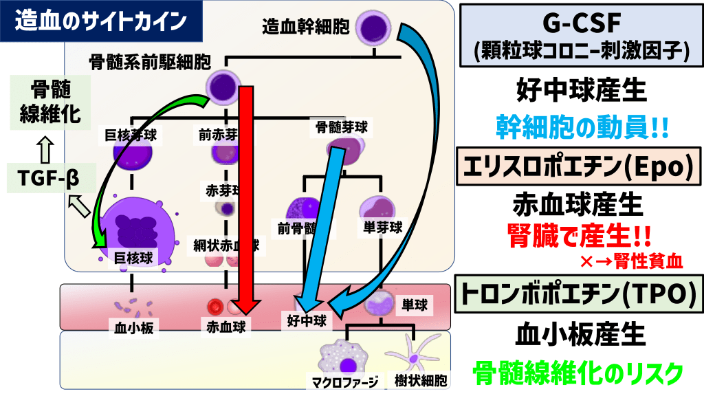 造血の仕組み 図解 – 血液が作られる仕組み – XYFNJ