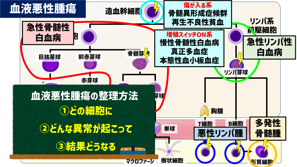 造血の仕組みと血液がんの発生を解説 | Antaa Slide