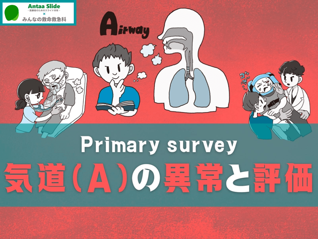 Primary survey 気道(A)の異常【解剖・気道確保を中心に】 L001.png
