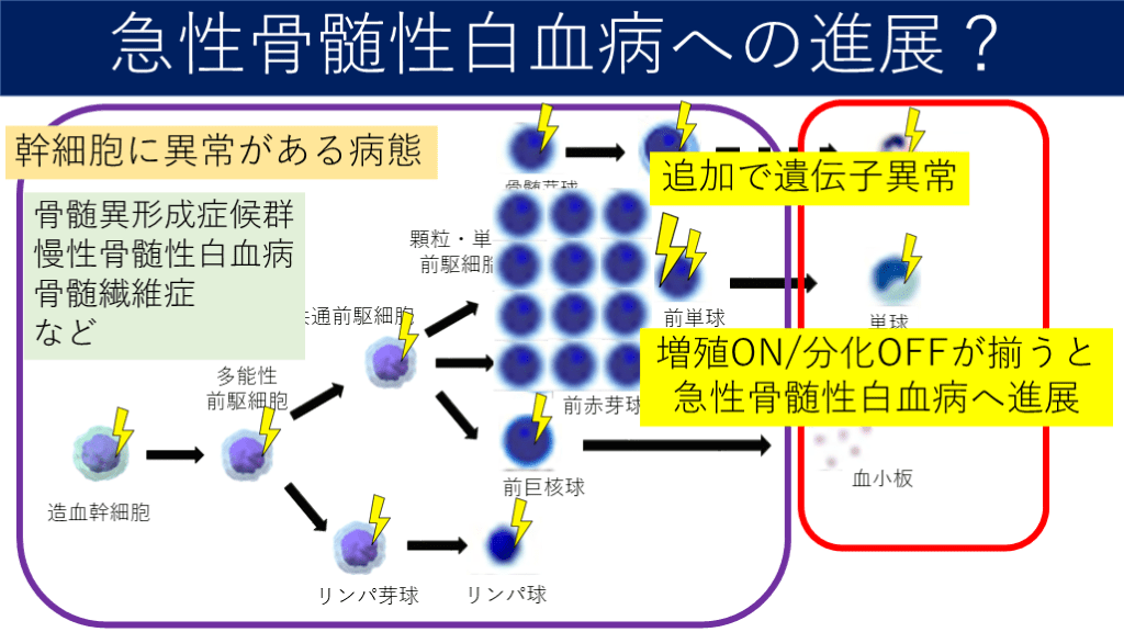 【病態生理の徹底解説】急性骨髄性白血病ってどんな病気?治療はどんな流れ? Antaa Slide 【病態生理の徹底解説】急性骨髄性白血病ってどんな病気?治療はどんな流れ? Antaa Slide